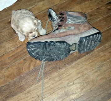puupy-boot
